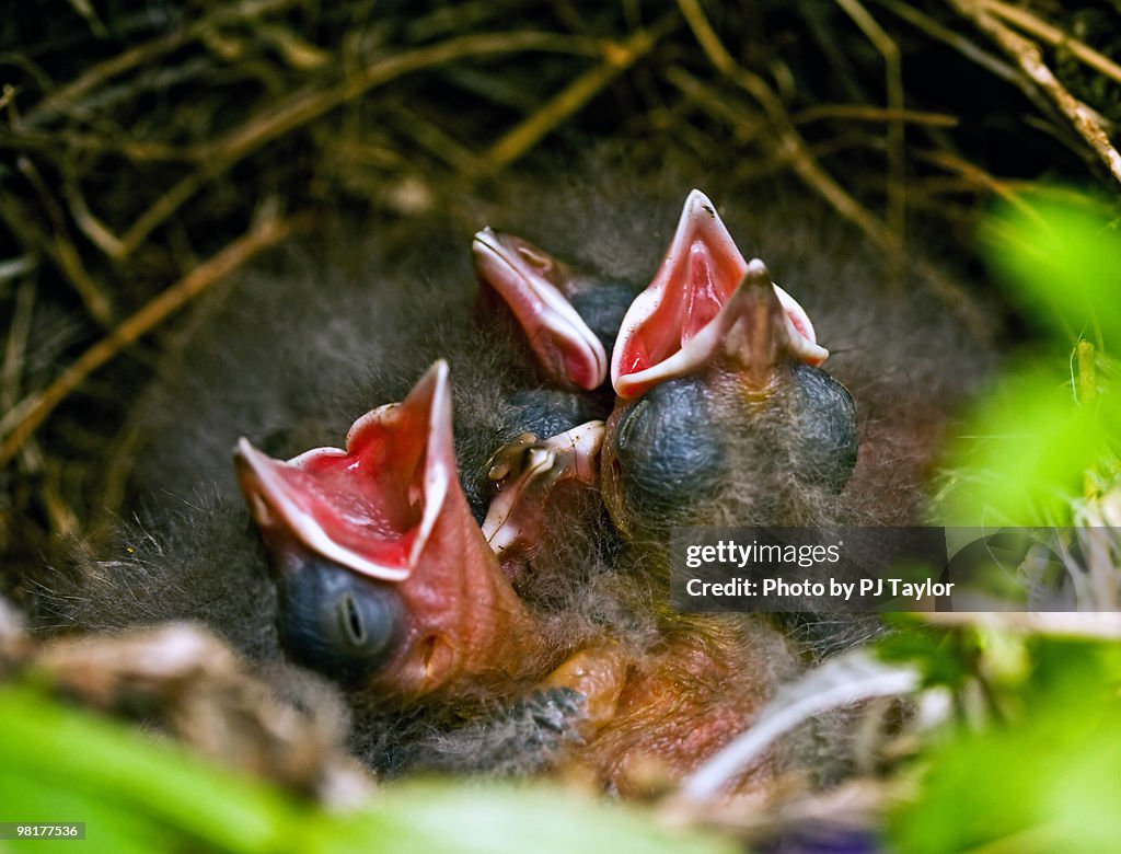 Hungry baby birds