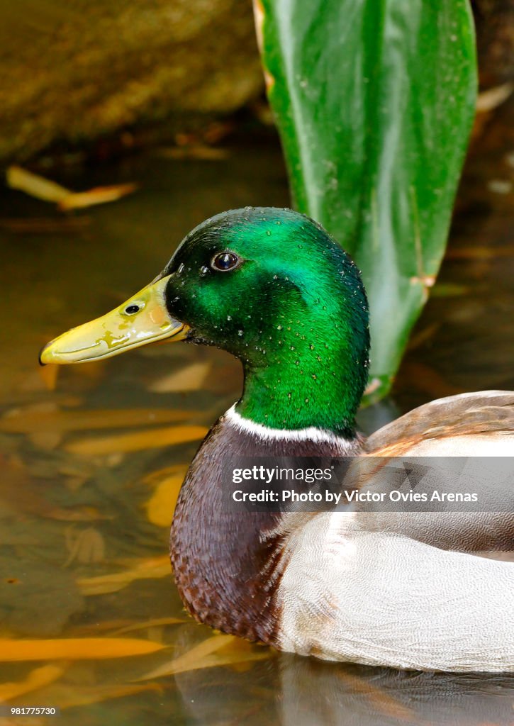 Male mallard (dabbling duck) on a pond