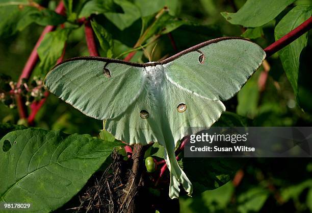 luna moth - luna moth stock pictures, royalty-free photos & images