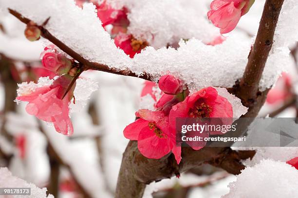 pfirsichblume - blossom tree stock-fotos und bilder