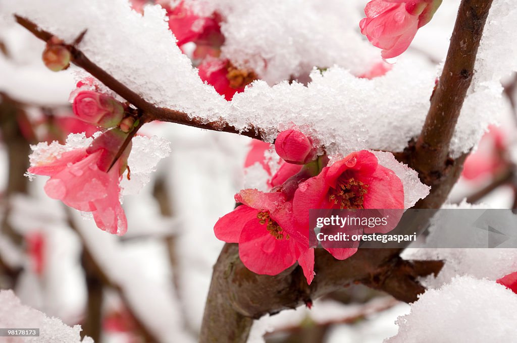 Pink peach blossom dusted with snow