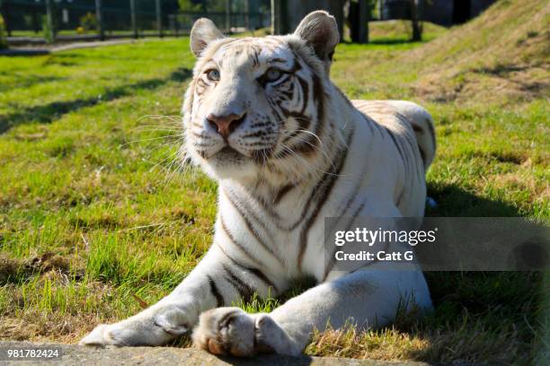 white tiger lying in field, our companions animal sanctuary, ashford, connecticut, usa - ashford stockfoto's en -beelden