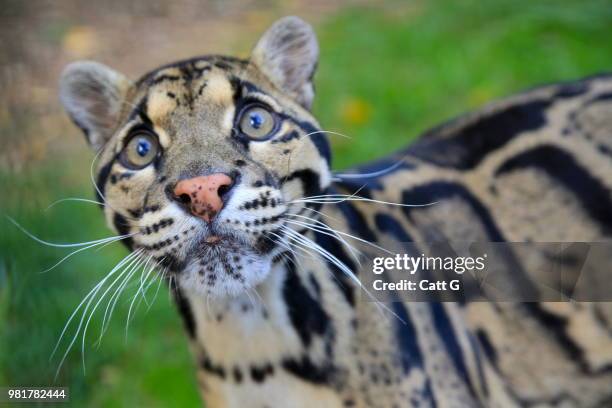 close-up of clouded leopard (felidae), ashford, kent, england, united kingdom - neofelis nebulosa stock pictures, royalty-free photos & images