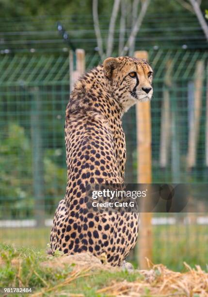 cheetah (felidae) in zoo, ashford, kent, england, united kingdom - ashford stockfoto's en -beelden