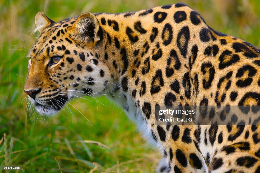 Close-up of Jaguar (Felidae), Ashford, Kent, England, United Kingdom
