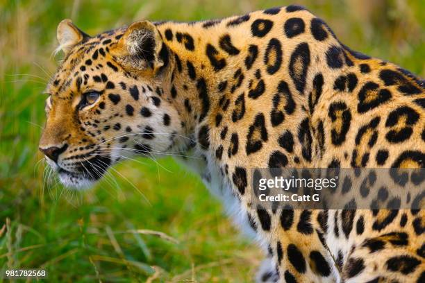 close-up of jaguar (felidae), ashford, kent, england, united kingdom - ashford stockfoto's en -beelden