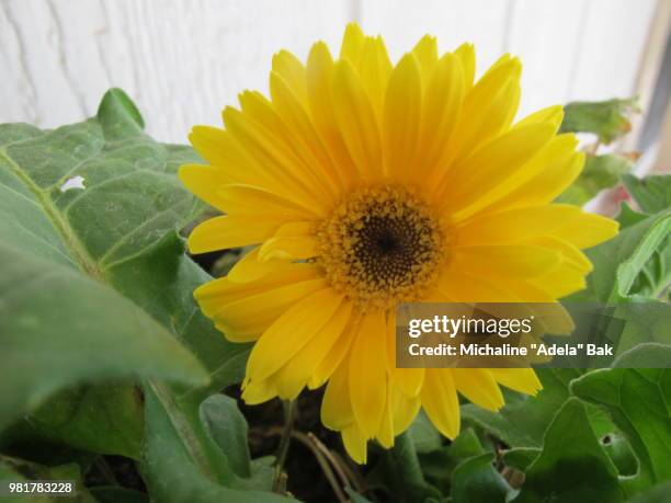 yellow gazania flower - adela foto e immagini stock