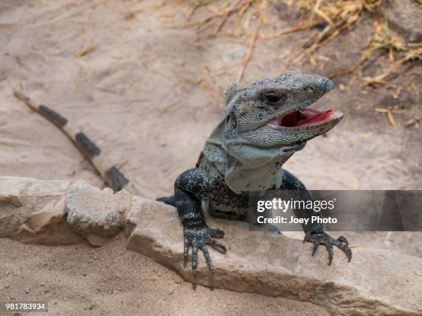 climbing with joy - galapagos land iguana stock pictures, royalty-free photos & images