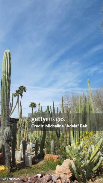 cacti of arizona - adela foto e immagini stock