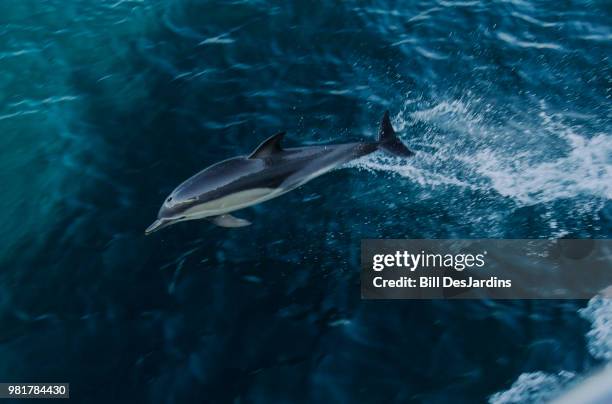 baby dolphin - baby dolphin stock pictures, royalty-free photos & images