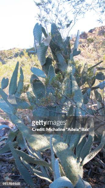 cacti of arizona - adela foto e immagini stock