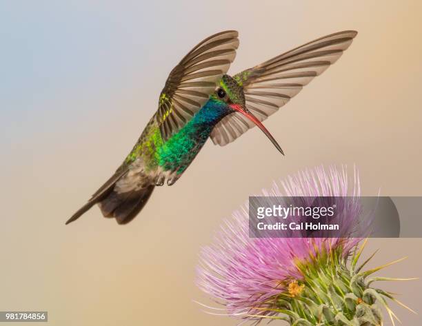 broad-billed hummingbird flying above flower, madera canyon, arizona, usa - arizona bird stock-fotos und bilder