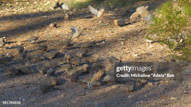 pigeons in the desert - adela foto e immagini stock