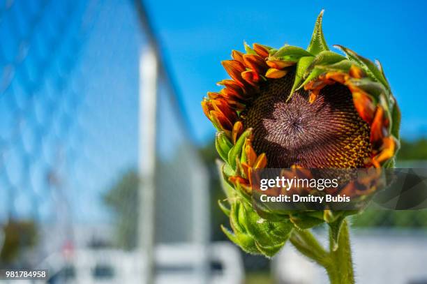 shock o lat sunflower - bubis stock-fotos und bilder
