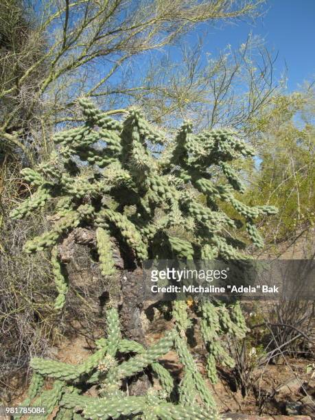 cacti in phoenix, arizona - adela foto e immagini stock