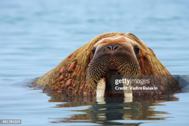 Merman Photos and Premium High Res Pictures - Getty Images