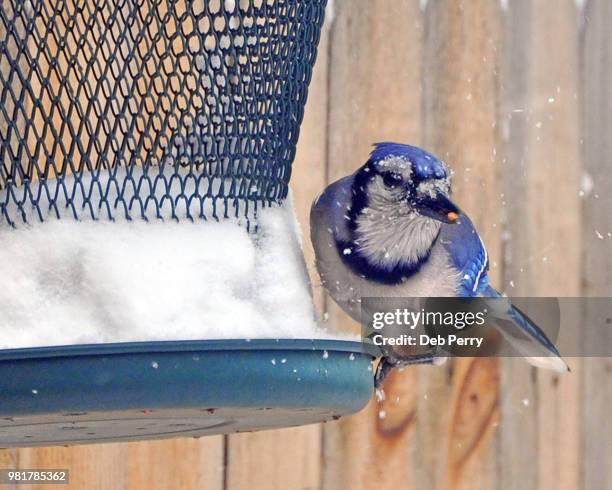 blue jay at a winter bird feeder - bird seed stock-fotos und bilder