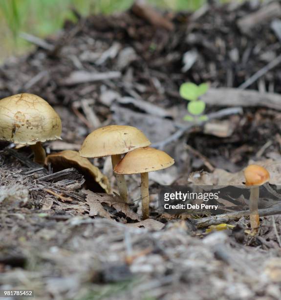 toadstools pop up in the woodland after a spring rain - deb perry photos et images de collection