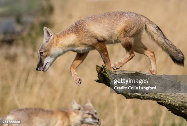 7,675 Scavenger Animals Photos and Premium High Res Pictures - Getty Images 7,675 Scavenger Animals Photos and Premium High Res Pictures - Getty Images