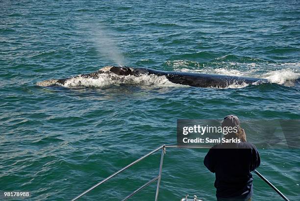 photographer on whale watching boat - セミクジラ科 ストックフォトと画像