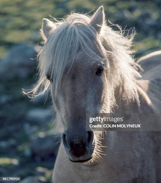 welsh mountain pony - welsh pony stock pictures, royalty-free photos & images