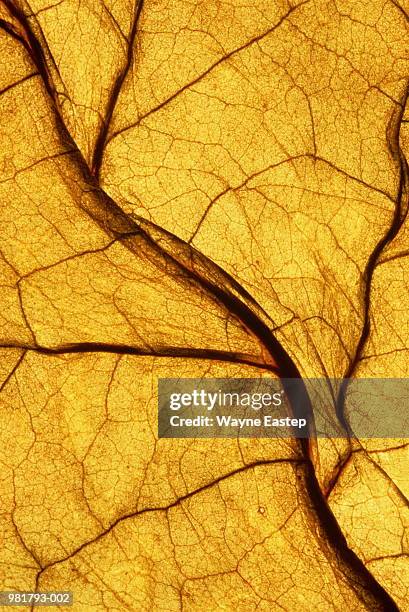 cameroon tobacco leaf, showing pattern of veins - タバコ葉 ストックフォトと画像