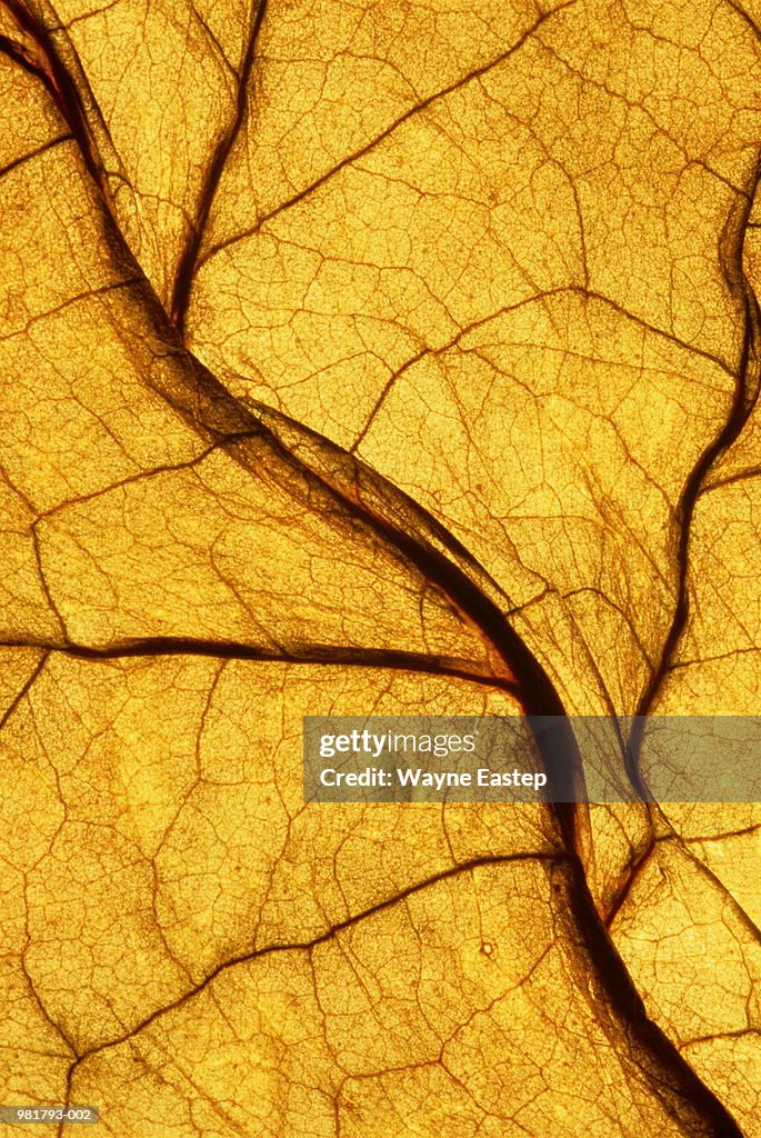 Cameroon tobacco leaf, showing pattern of veins