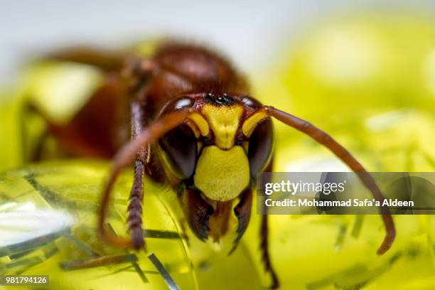 small bee - safaa stock pictures, royalty-free photos & images