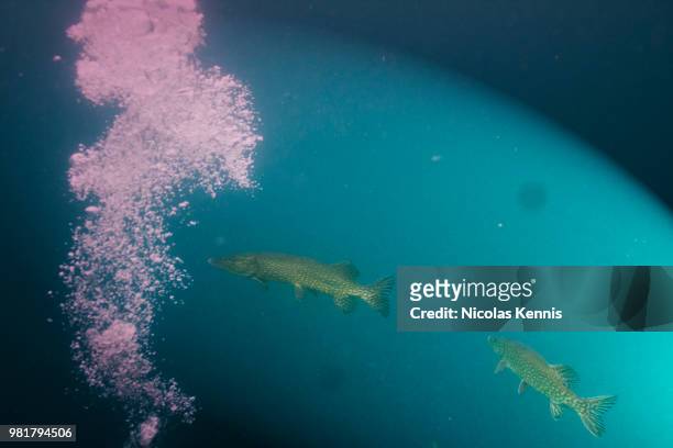 pike at 30m depth - kennis stock pictures, royalty-free photos & images