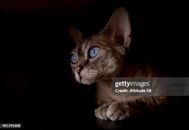 devon rex - devon rex stock pictures, royalty-free photos & images