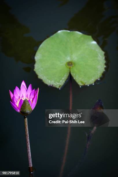 lotus - pai stock-fotos und bilder