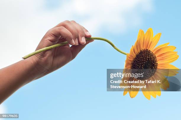 holding sunflower - ypsilanti stock pictures, royalty-free photos & images