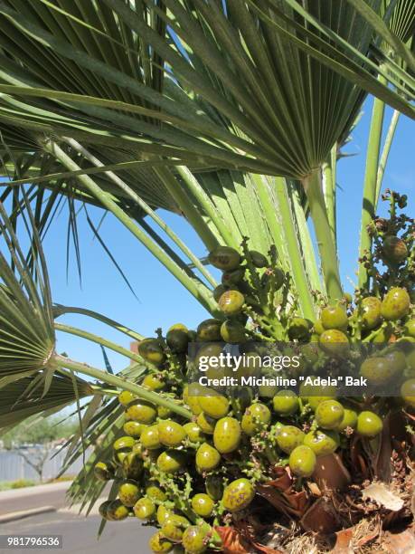 palm tree seeds - adela foto e immagini stock
