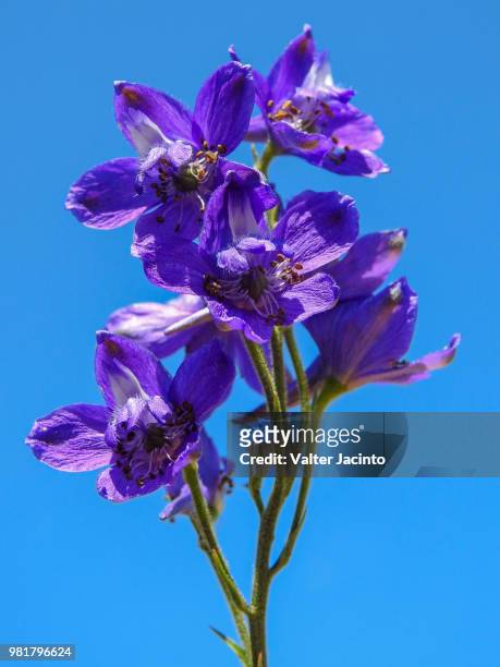 wildflower (delphinium pentagynum) - delphinium 個照片及圖片檔