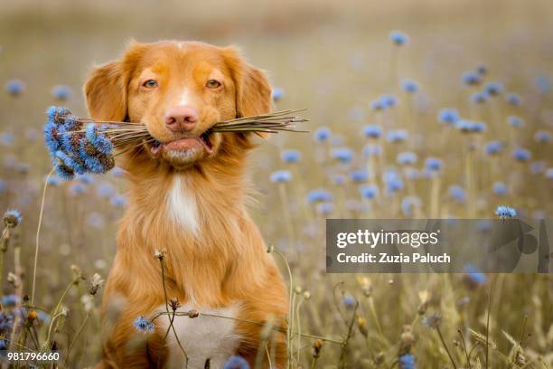 a dog with a bouquet of flowers. - lustig blume stock-fotos und bilder