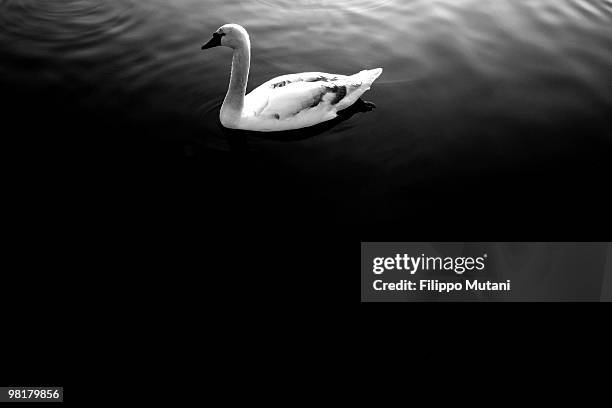 Swan swims in the lake of the Serpentine park, in Hyde Park, on January 9, 2009 in London, England.