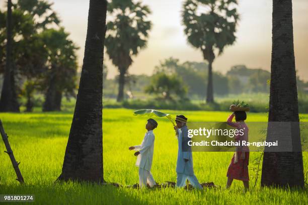 indonesia child group walking in rice field at ubud of indonesia. - ubud rice fields stock pictures, royalty-free photos & images