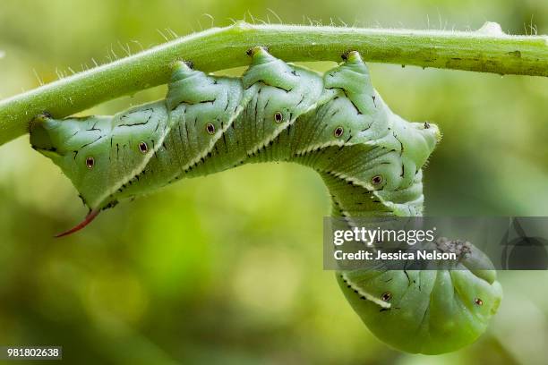 tomato hornworm (manduca quinquemaculata) on twig - tomato hornworm stock pictures, royalty-free photos & images