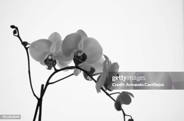 orquideas - orquideas stock pictures, royalty-free photos & images