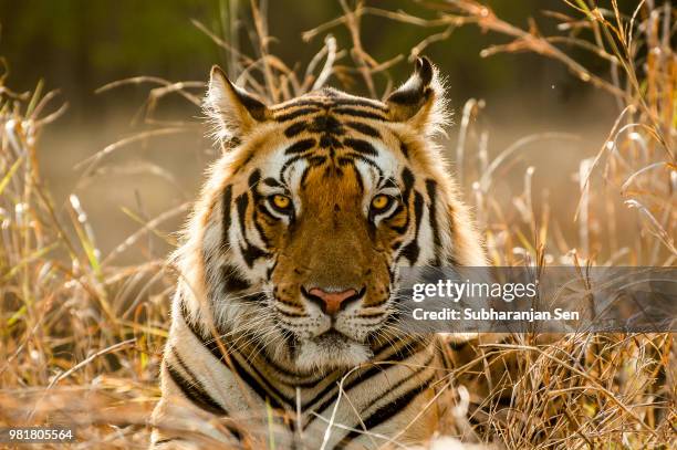 tiger tiger burning bright... - tiger stock-fotos und bilder