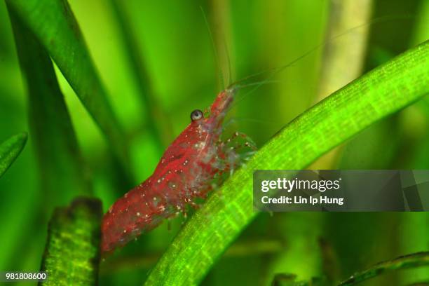 Prawn Insect 251 Larvae Shrimp Stock Photos, High-Res Pictures, and Images - Getty ...