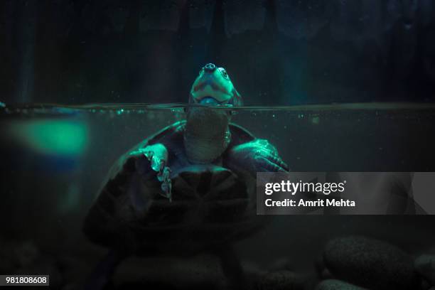 pug nosed turtle - scène sous l'eau photos et images de collection