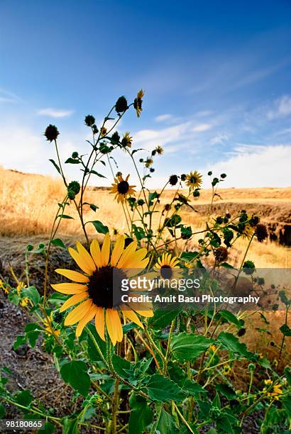 sunflower in the wild - amit basu stockfoto's en -beelden