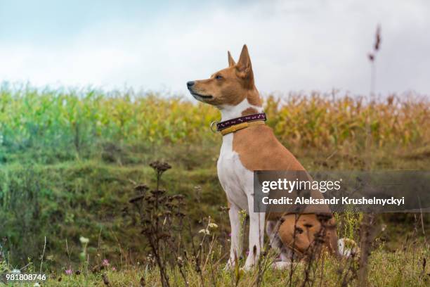 great basenji - basenji ストックフォトと画像