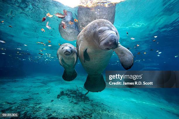 west indian manatees - endangered animals fotografías e imágenes de stock