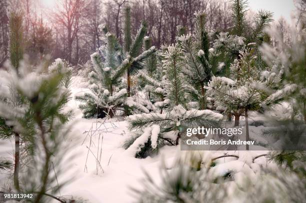 young snowy trees - andreev stock pictures, royalty-free photos & images