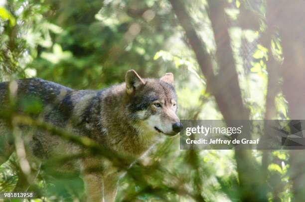 wolf, ouwehands dierenpark - wolf stockfoto's en -beelden