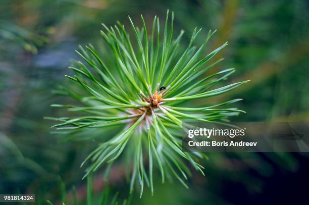 pine sprig - andreev stock pictures, royalty-free photos & images