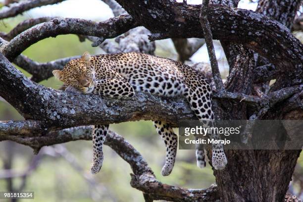 leopard sleeping on tree, serengeti national park, tanzania - animal pattern stock pictures, royalty-free photos & images