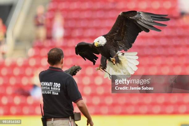 Sam the American Bald Eagle flies in to his handler from the Cincinnati Zoo on the pitcher's mound before a game between the Cincinnati Reds and the...